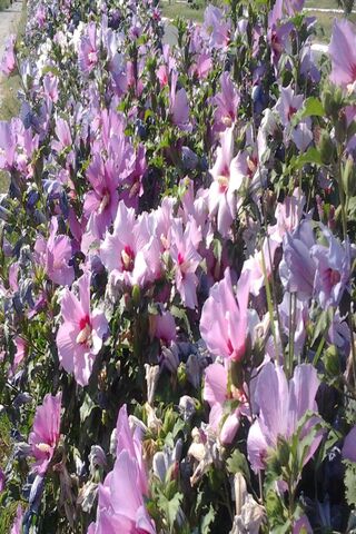 Blooming Beauty: A Flor..