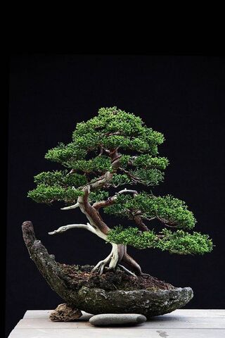 Amazing Tree