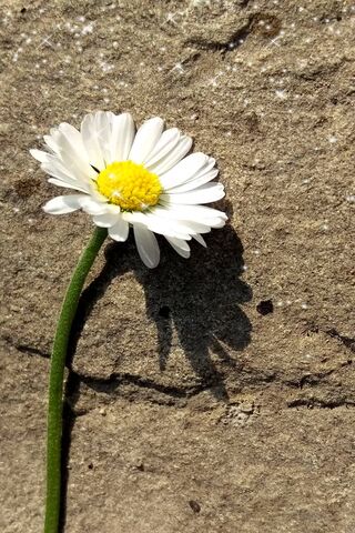 Whispers of the Little Flower 🌸