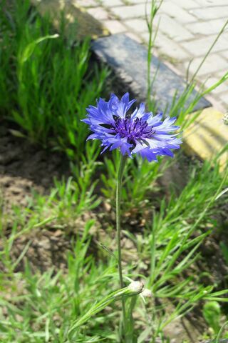 Vibrant Vitange: Nature's Blue Gem 🌼💙