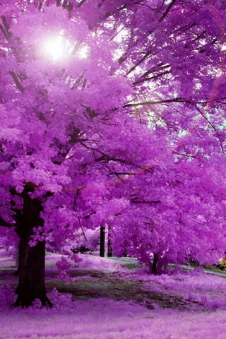 Pink Tree