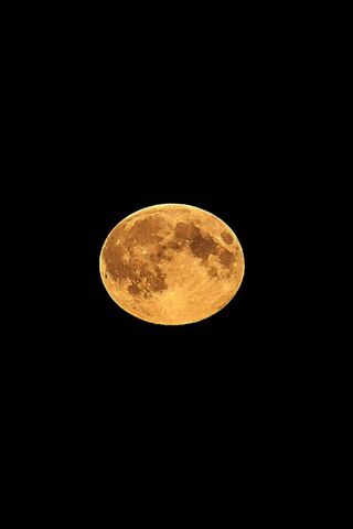 Whispers of the Golden Moon