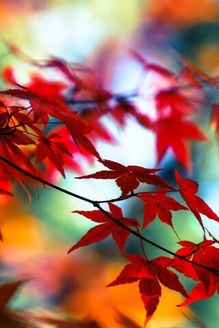 Red Leaves Wallpaper Hd For Mobile