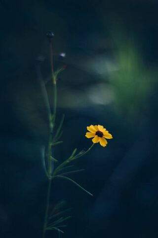 Golden Bloom in the Shadows 🌼✨