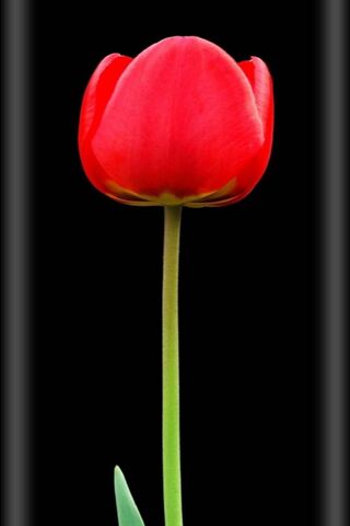 S10 Amoled Tulip