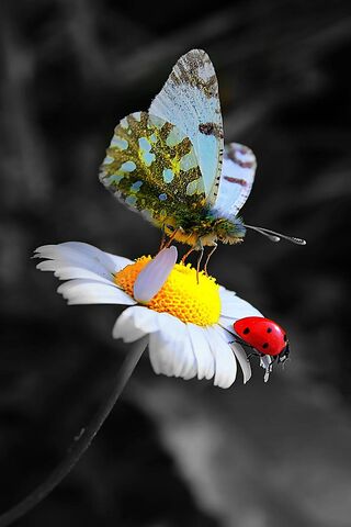 Ladybug Butterfly
