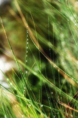 Whispers of the Wind: A Grassy Haven 🌾💨