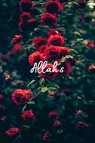 Beauty in Creation: All..