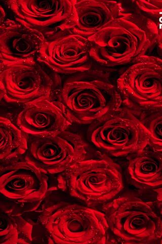 Wallpaper rose, flower, 4k, Nature #16727