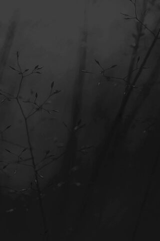 Karanlık orman