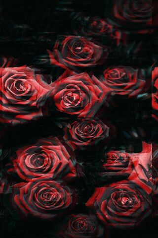 Distorted Roses