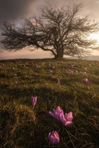 Serenity in Nature: A T..