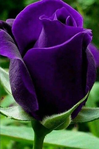 Mystical Beauty: The En..