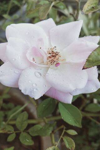 rosa Bianca