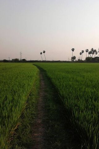 Journey Through Solitude 🌲✨