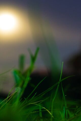 Enchanted Night in the Moonlit Garden 🌙🌼