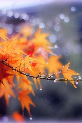 Autumn's Embrace 🍂✨