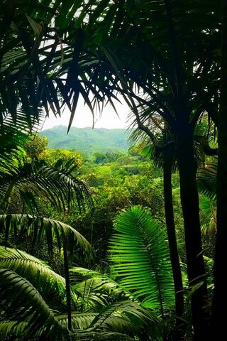 Jungle View