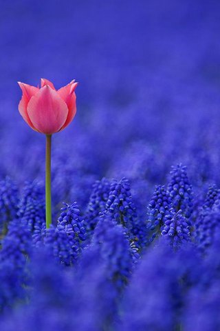 Awakening of Spring 🌸