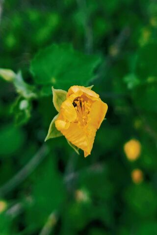 Flower1