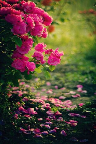 Serenity in Nature: A H..
