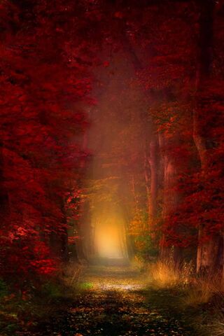 Whispers of the Autumn ..