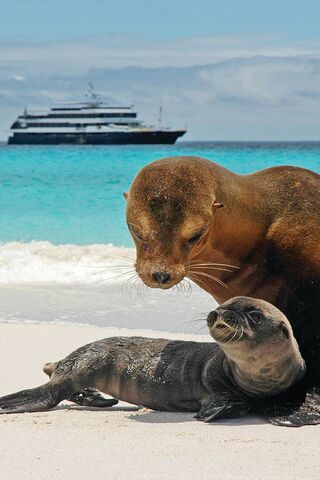 Sea Lion and Pup