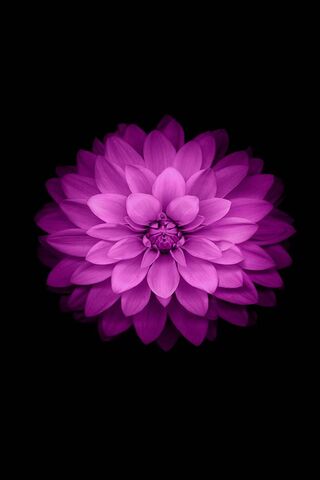 Lotus Purple