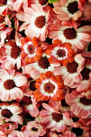 Fiori: A Blooming Journey Through Nature 🌸