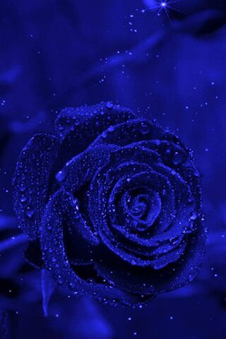 Blue Rose Wallpaper Download To Your Mobile From Phoneky