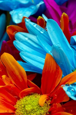 Blooming Beauty: A Celebration of Nature 🌸