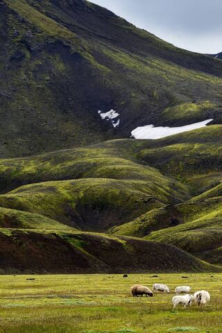 Emerald Embrace: Nature's Carpet