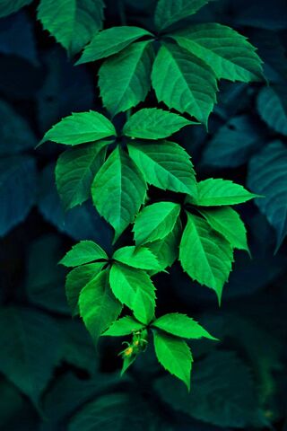 Zielone liście