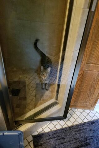 Cat In The Shower