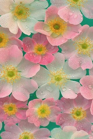 Blooming Beauty: A Flor..