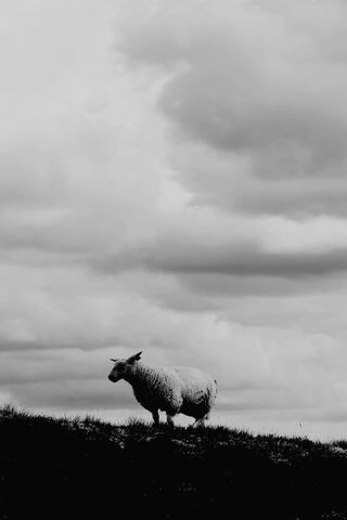 Moutons arrive