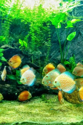 Underwater Wonderland: ..