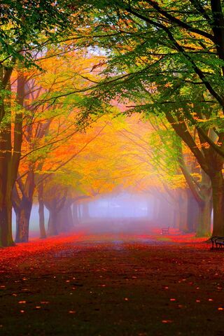 Serenity in the Park: A..