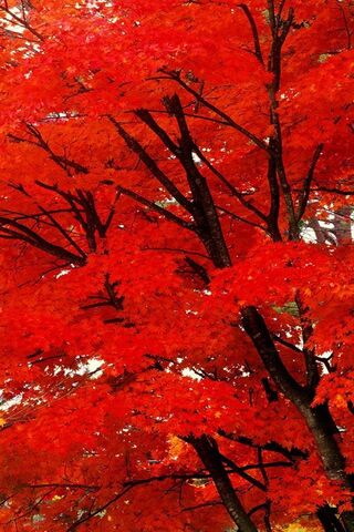 Crimson Horizons: A Jou..
