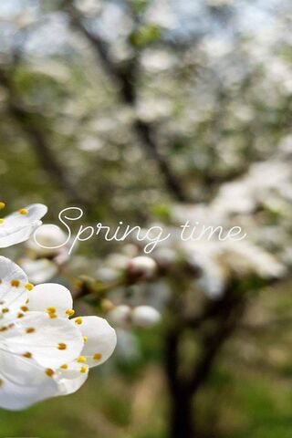 Blossoms of Renewal 🌸
