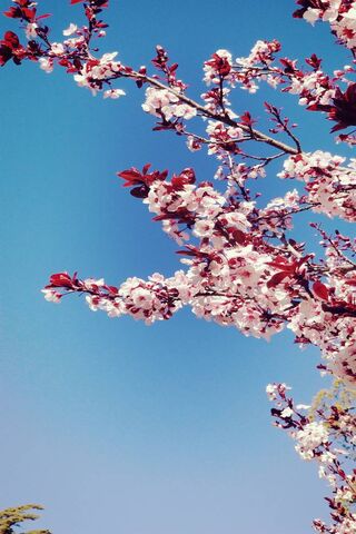 Pink sakura blossom twigs sky sunshine 1125x2436 iPhone 11 ProXSX  wallpaper background picture image