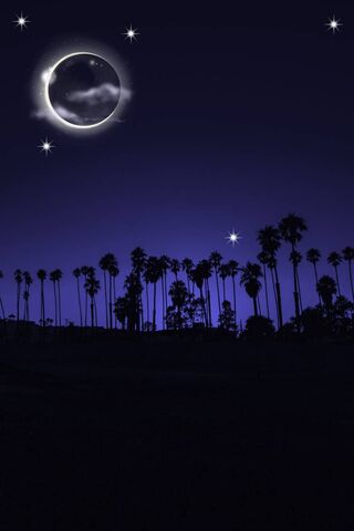 Moonlit Palms 🌙🌴