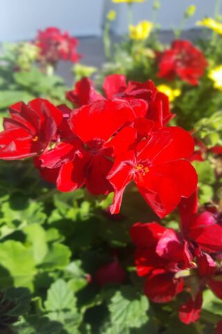 Crimson Blooms: The Allure of Superred 🌺✨