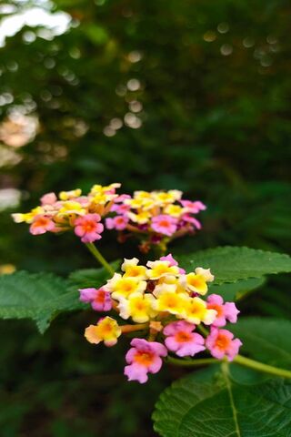 Flower123
