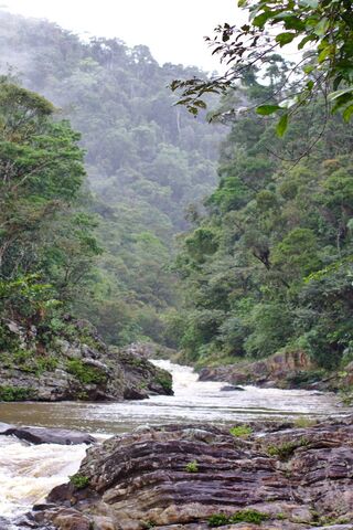 Mysteries of the Madagascar Rainforest 🌿🐒