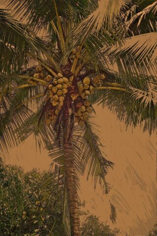 Coconut Tree Wallpaper - Download to your mobile from PHONEKY