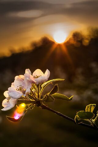 Blossoms of Kwitnace Ja..