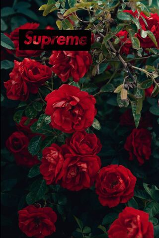 Supreme Rose Var 2