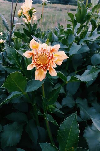 Flower1