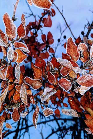 Frosted Lefs